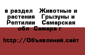  в раздел : Животные и растения » Грызуны и Рептилии . Самарская обл.,Самара г.